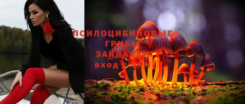 Псилоцибиновые грибы Psilocybine cubensis  Чита 